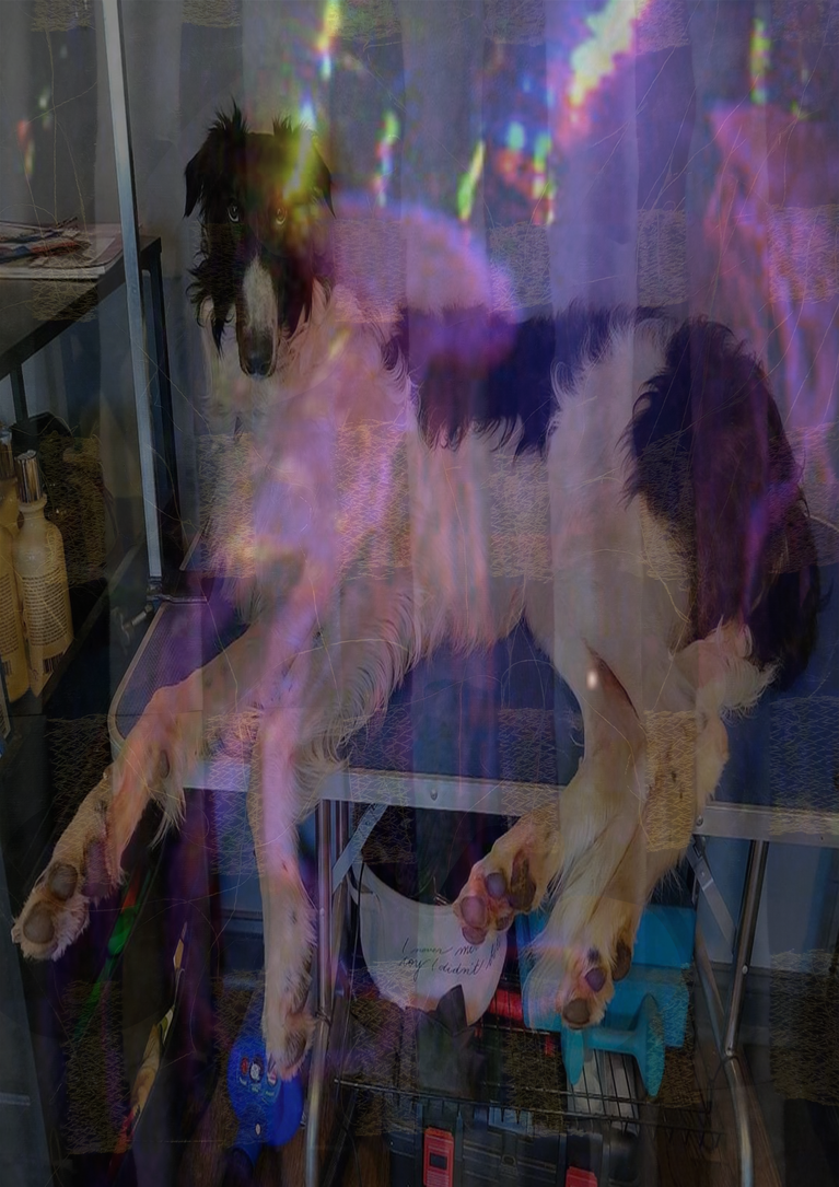 Montage numérique autour de la photographie d'un grand chien Colley aux couleurs violacées brillantes