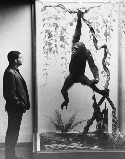 Alex J. Rota, Visitor viewing siamang exhibit, Hall of Primates, 1965