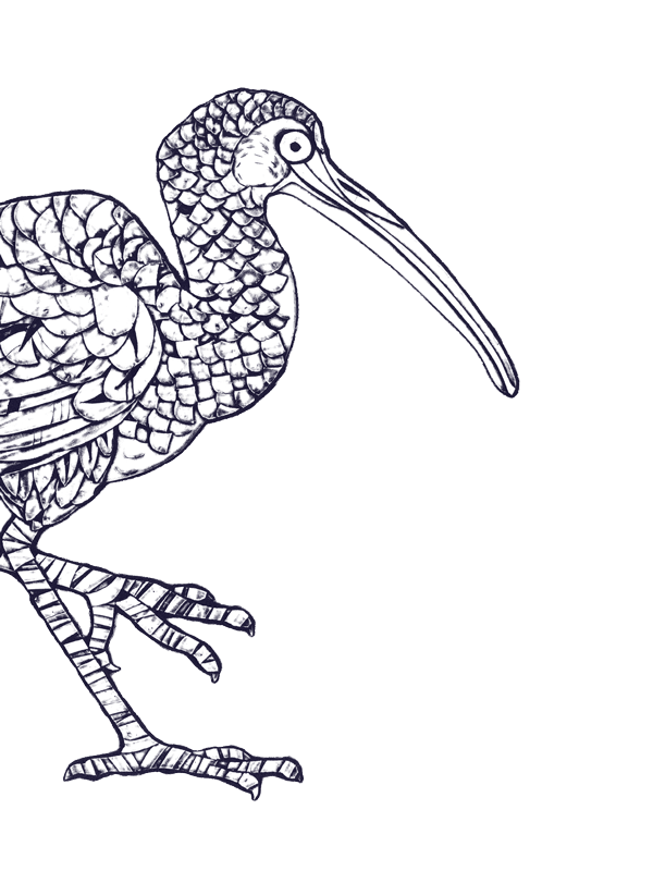 ibis - droite