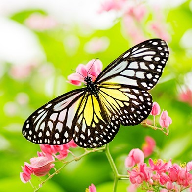 Sortie nature "Une vie de papillon"