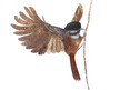 oiseau qui tient une brindille entre ses pâtes, prêt à faire son nid
